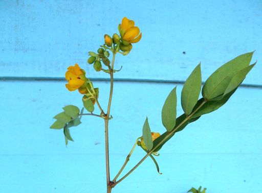 cassia occidentalis