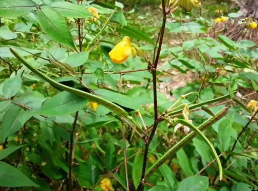 brusca planta medicinal para que sirve