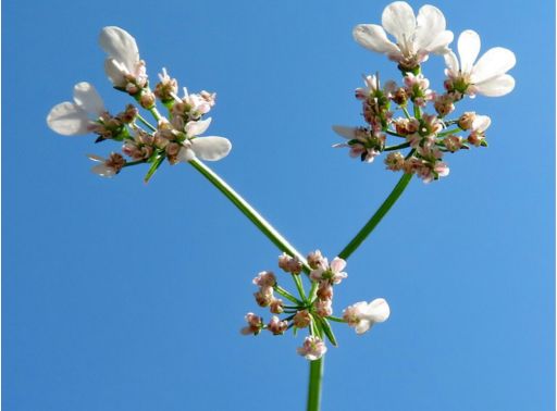 anís verde sinonimos