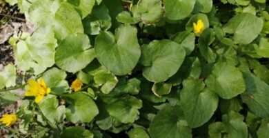 centella asiatica usos y beneficios