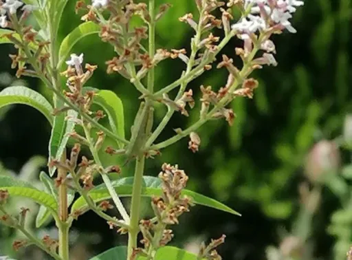 PARA QUE SIRVE EL CIDRON AROMATICA