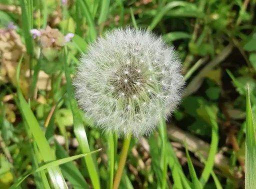 diente de leon flor